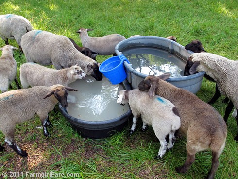 ewes and lambs drinking from water tanks with diataomaceous earth to keep down algae - FarmgirlFare.com