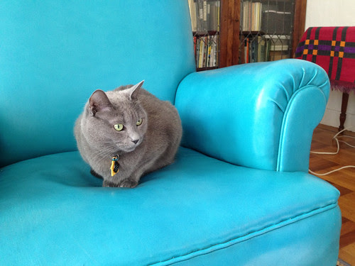 morty wary on blue chair.jpg