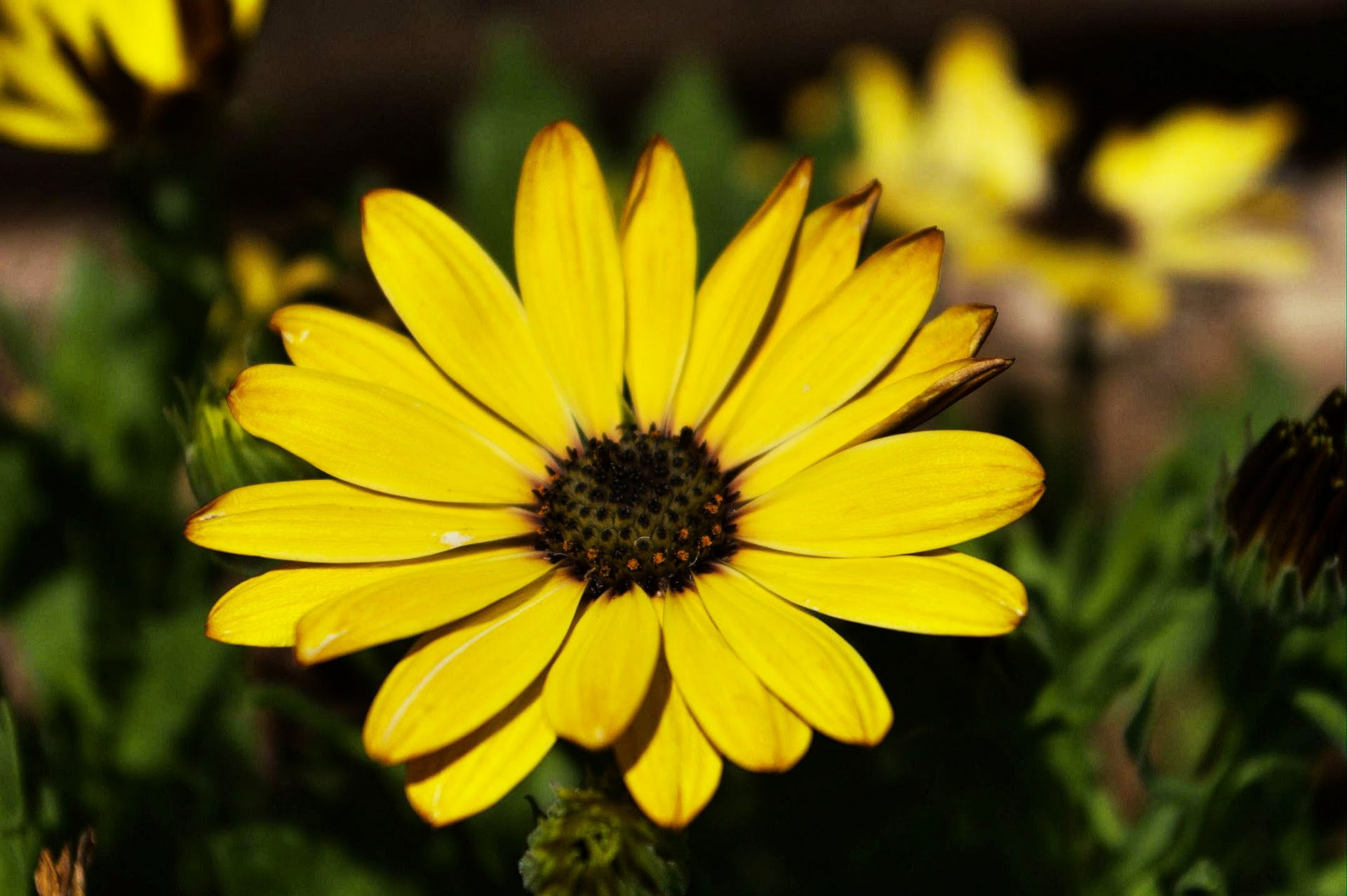 Yellow Daisy Flower Free Stock Public Domain. view image image= &pictur...