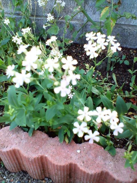 すべての美しい花の画像 Hd限定春 白い 花 小さい