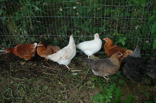 hens Jul 12 5