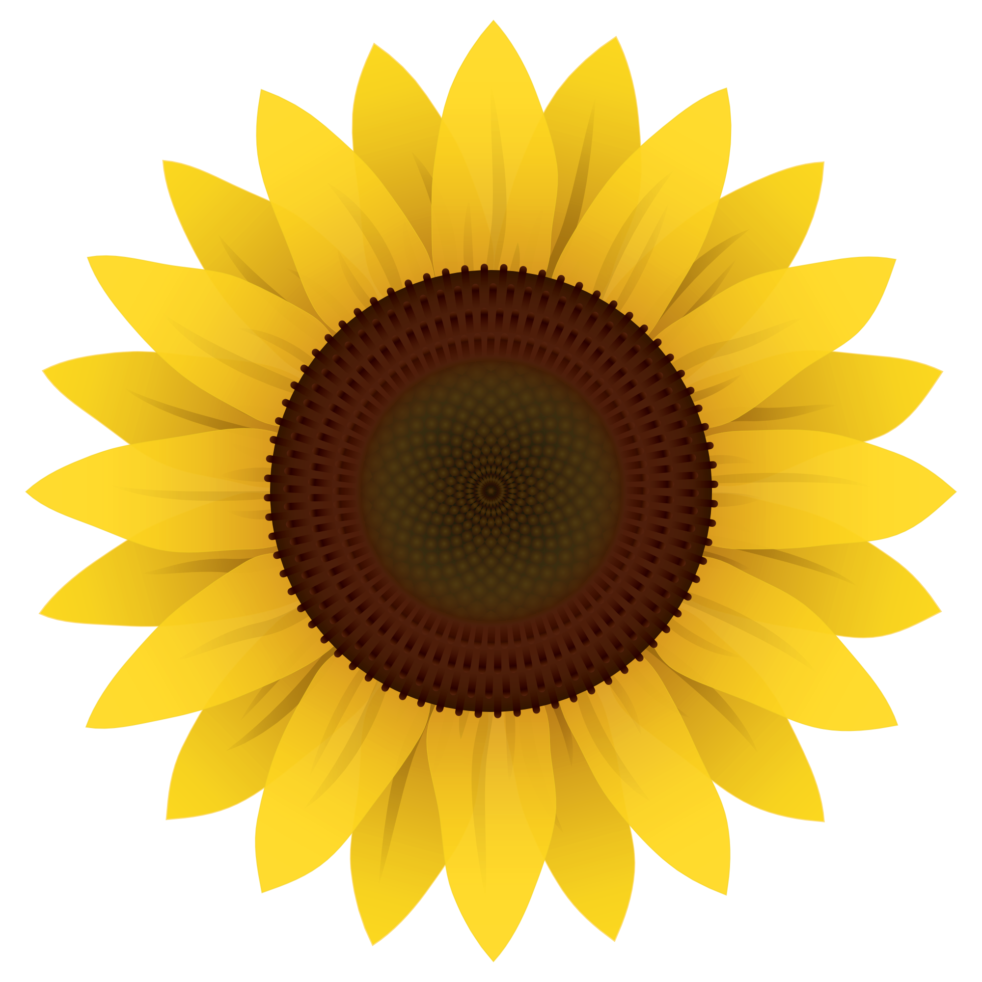 Free Realistic Sunflower Svg 206 SVG PNG EPS DXF File.