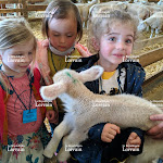 Edition de Sarrebourg Château-Salins | Photos. Niderhoff : les agneaux naissent devant les écoliers
