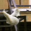 Gato haciendo la danza del equilibrio