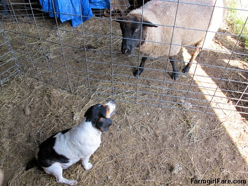Beagle Bert, junior stock dog (2) - FarmgirlFare.com