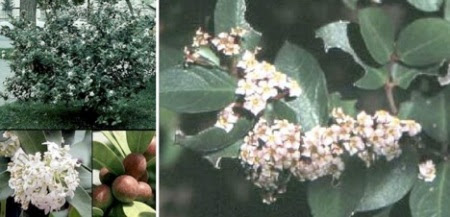 بوشمان - Bushman الصور من plantzafrica.com