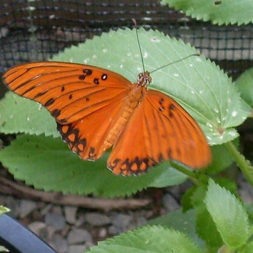 Gulf Fritillary Butterfly