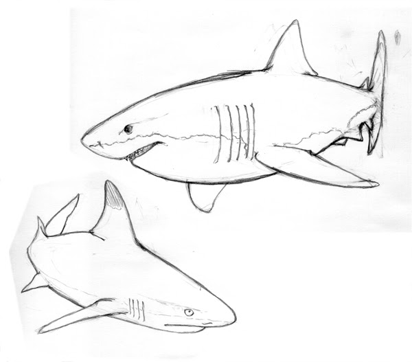 無料イラスト画像 最高のかっこいい リアル サメ イラスト
