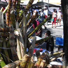 Sugar Cane