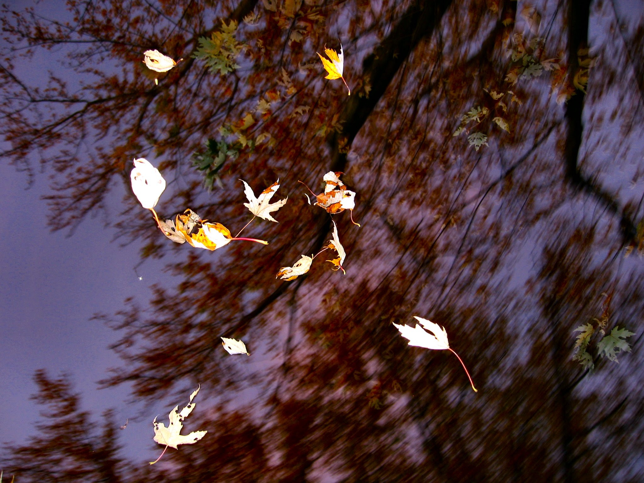 Wind leaves. Листья кружатся в воздухе. Ветер несет осенние листья. Осень ожидание весны. Ветер, Несущий листья.