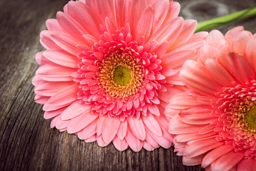 ベスト50 Iphone ピンク ガーベラ 待ち受け 最高の花の画像