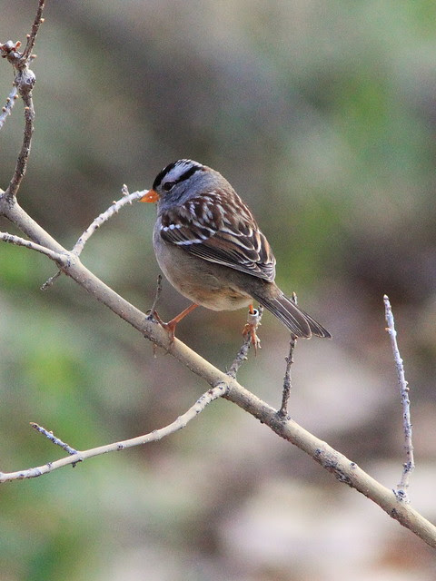 White-crowned Sparrow 20131105