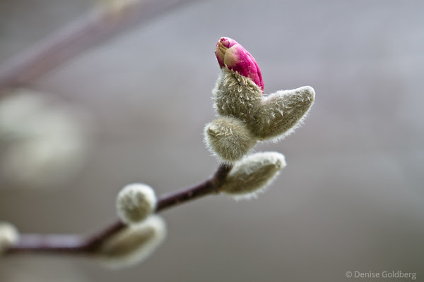 emerging, soon to be a tree wearing bright petals
