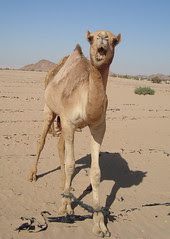 CamelsAngry1.JPG