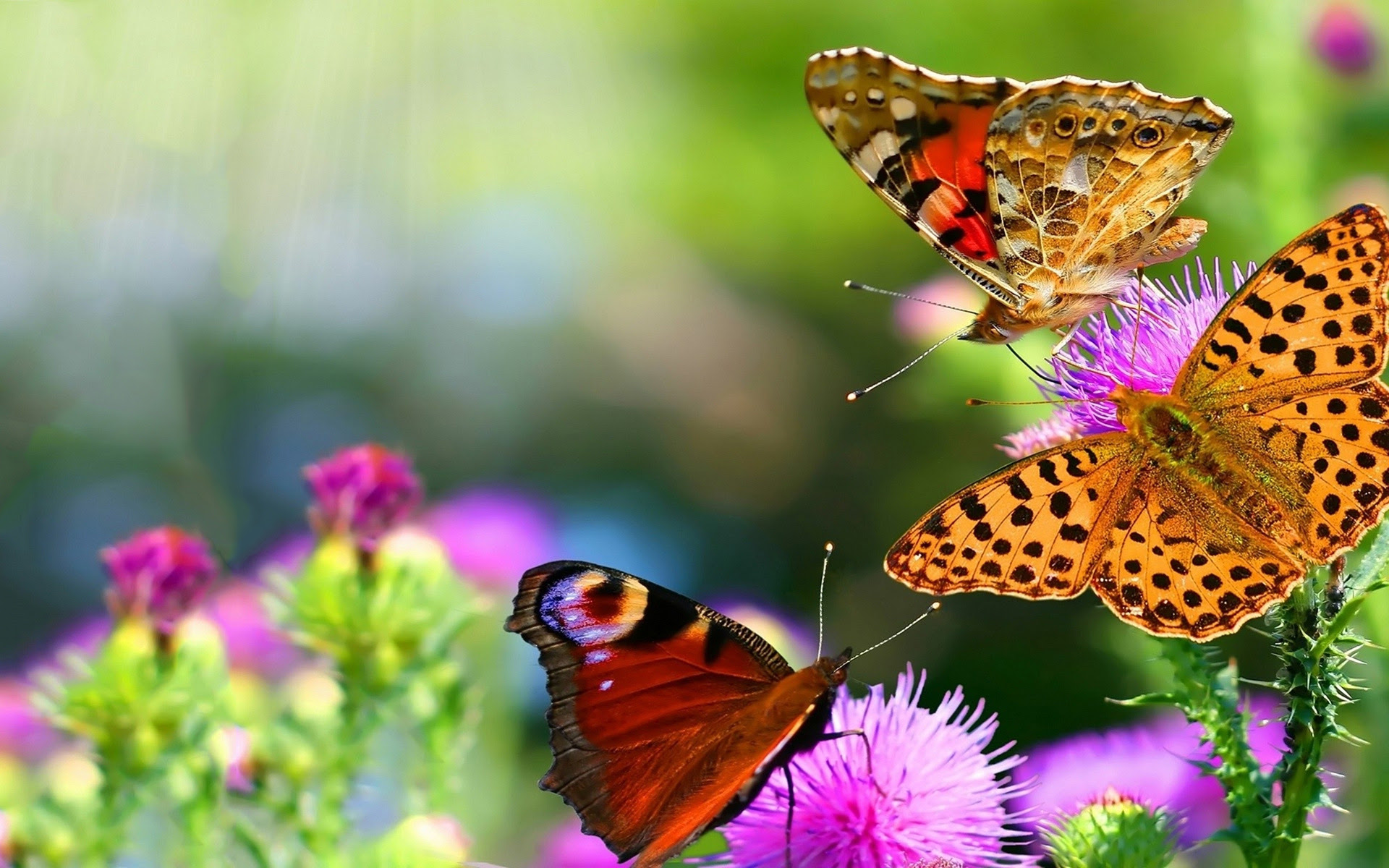 Beautiful Butterflies Wallpapers, Pictures, Images