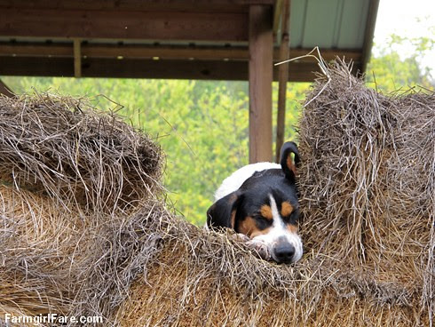 Beagle Bert in the hay and ignoring the world (1) - FarmgirlFare.com