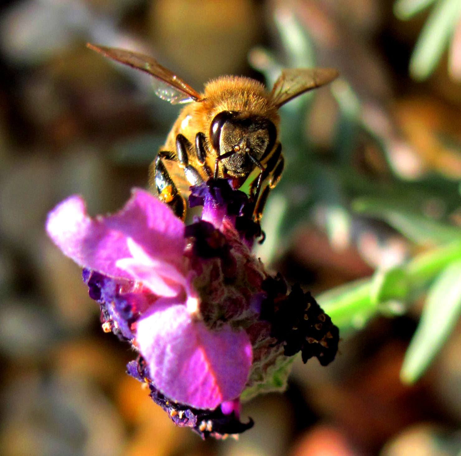 Bees and pollination of Biofuels