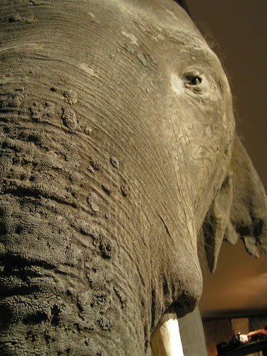 stuffed elephant at auckland museum