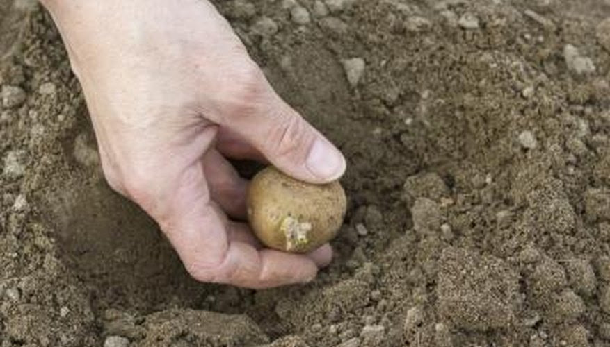 The Average Potato Yield Per Plant | Garden Guides