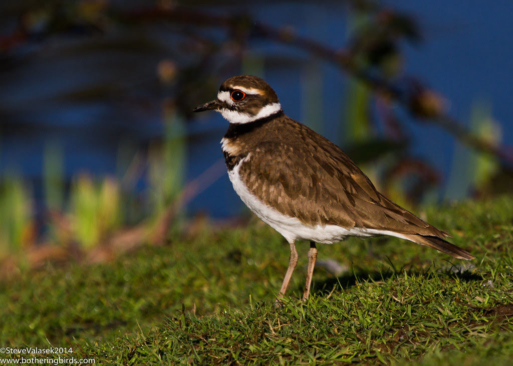 Killdeer