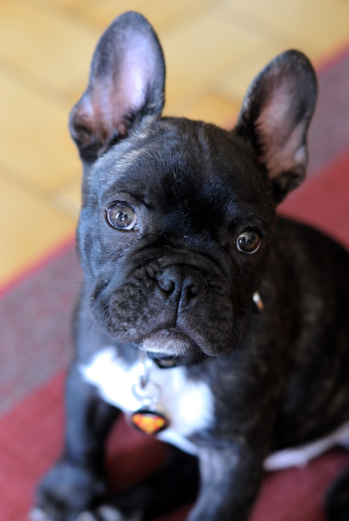 Griffin, bouledogue français