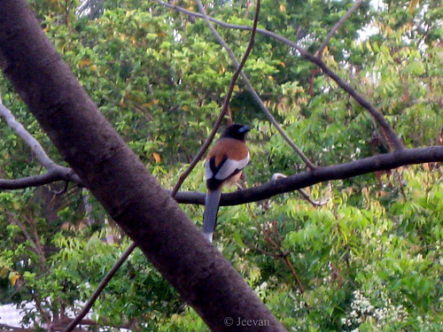 Rufous Treepie