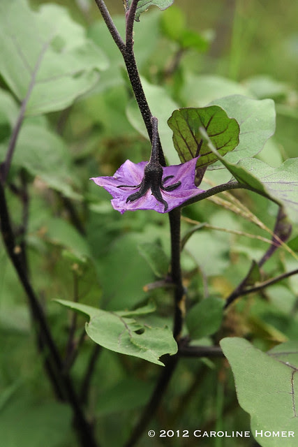 Japanese eggplant 'Ichiban'
