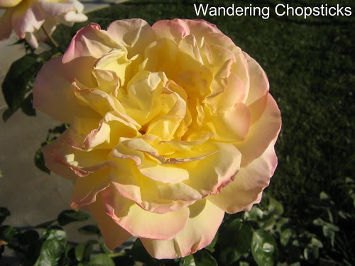 Bougainvillea, Gladiolus, and Chicago Peace Rose 6