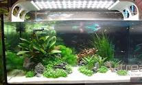 Review Lampu Led Hpl Aquascape Di Aquarium Ikan Mas Koki Emang Cocok By Iwak Buncit
