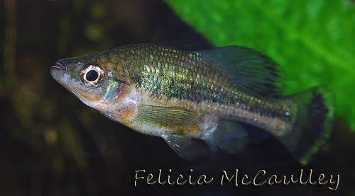 Ameca splendens extinct Goodeid