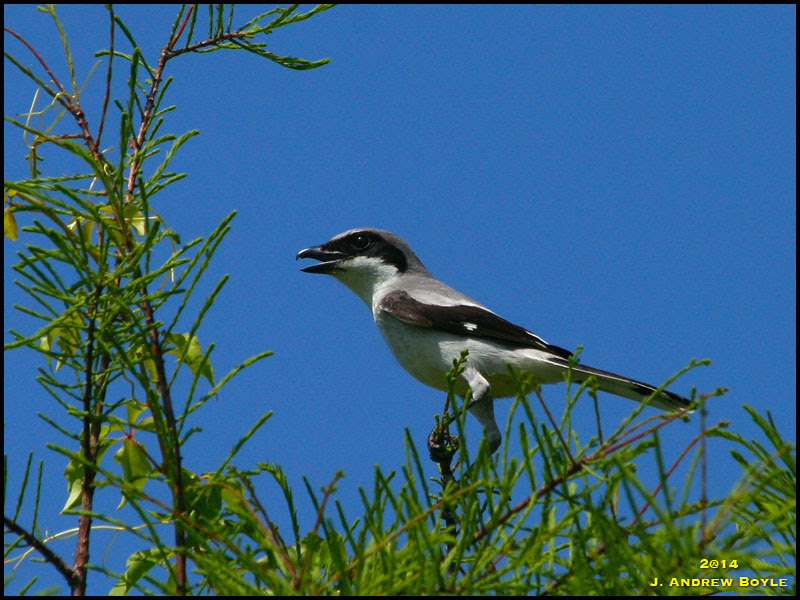 Loggerhead Shrike Loggerhead Shrike