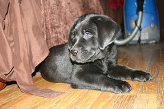 Cooper