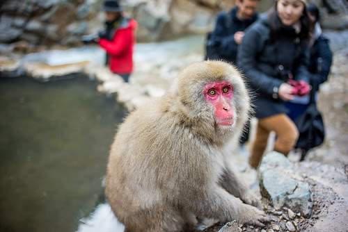 Jigokudani monkey park