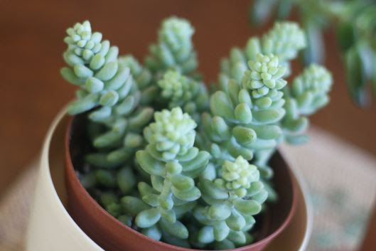 Donkey's Tail Succulent