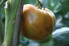 tomato  1