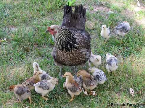 (2) Mama hen and her 12 chicks - FarmgirlFare.com