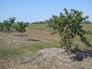 Orchard 2012 Nectarine Trees