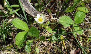 Wild strawberry