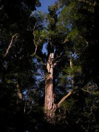 Free Image Hosting at www.ImageShack.us