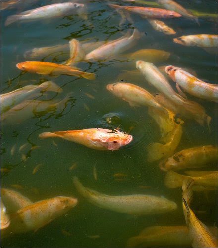 Tilapia, the perfect factory fish Tilapia
