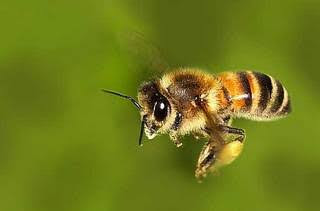 最高の動物画像 新鮮なミツバチ 可愛い