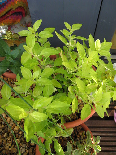 Oregano