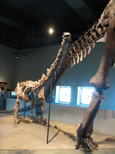 Rapetosaurus and Apatosaurus