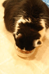 Josie enjoying some stinky goodness