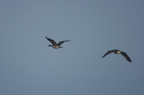 Tamron SP 500mm f/8.0 adaptall-2 55BB test shots