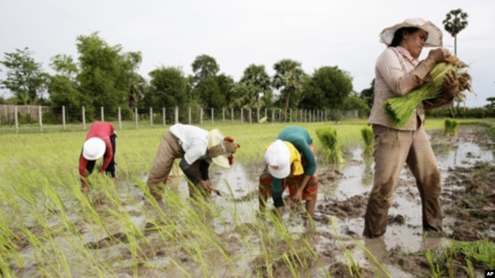 Local Cambodian farmers plant rice at a farm during the rainy season in Phlang village, May 16, 2012.