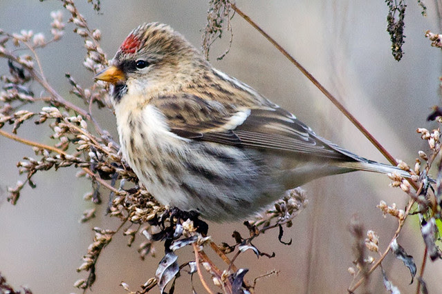 Redpoll