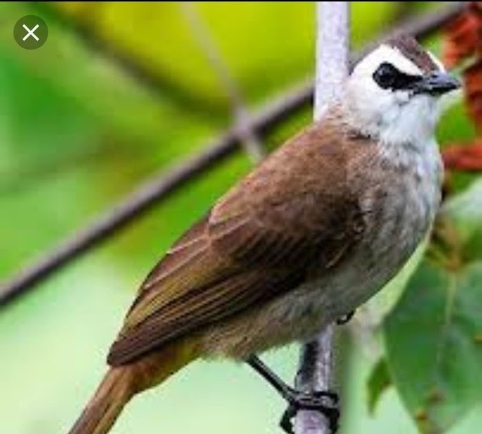 Burung Trucukan Jawa Timur Jenis Jenis Burung