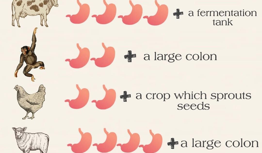 Which Organisms Eat Only Plants Plants BJ