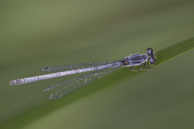 damsel fly